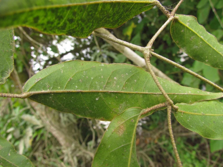 Adenocalymma dusenii (28)