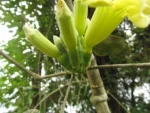 Adenocalymma dusenii (29)