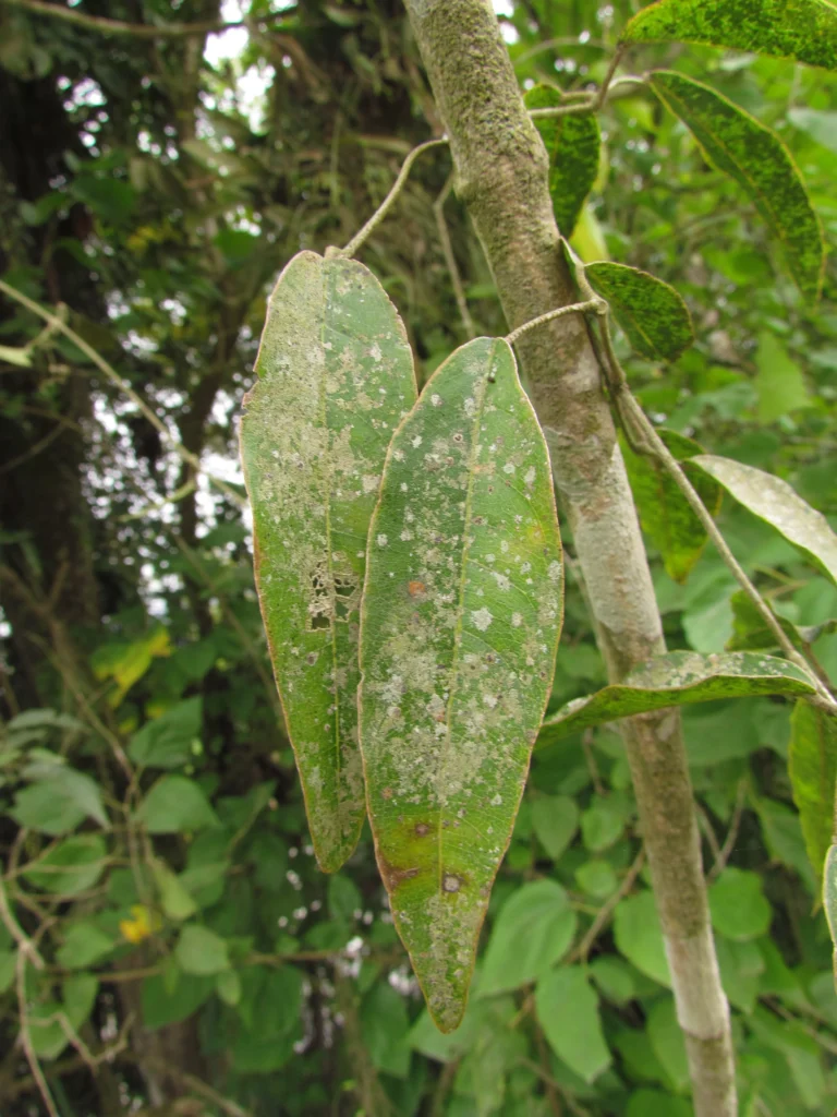 Adenocalymma dusenii (26)