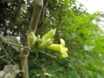Adenocalymma dusenii (23)