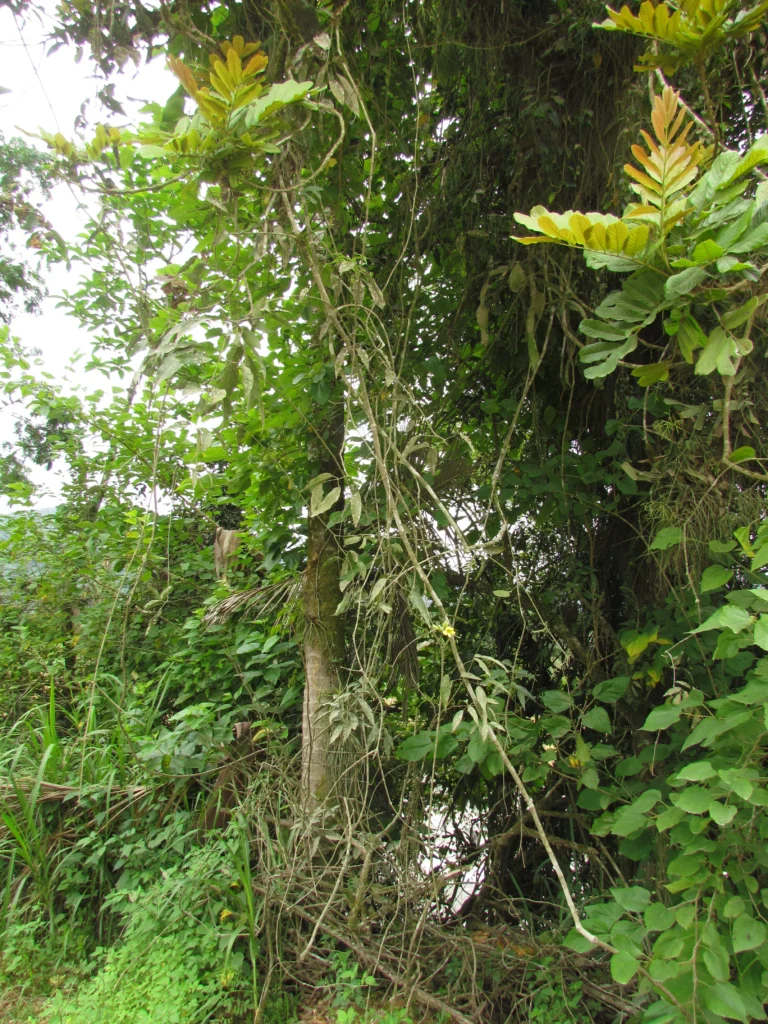 Adenocalymma dusenii (20)