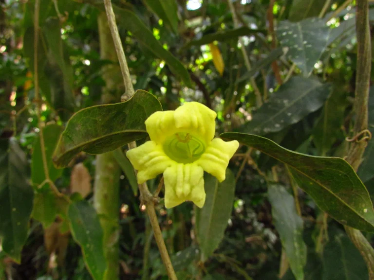 Adenocalymma dusenii (16)