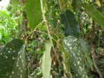 Adenocalymma dusenii (11)