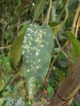 Adenocalymma dusenii (3)