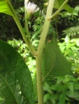 Indaial, Foz do Encano (10)