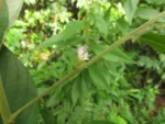 Indaial, Foz do Encano (6)