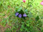 Elephantopus mollis (22)