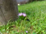 Elephantopus mollis (20)