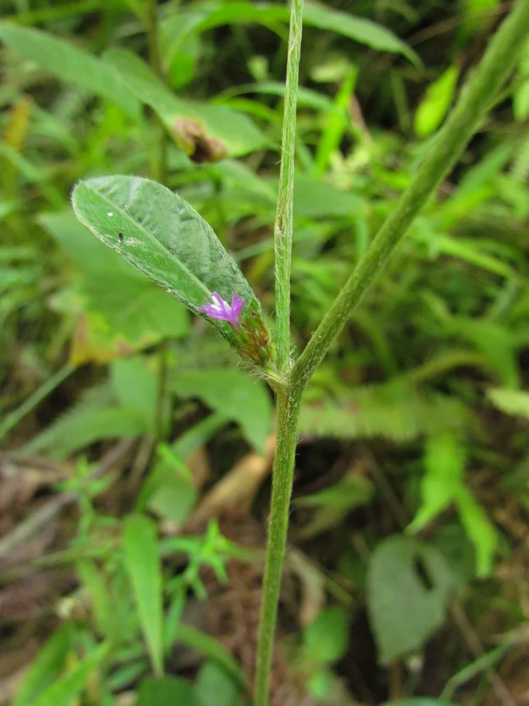 Elephantopus mollis (18)