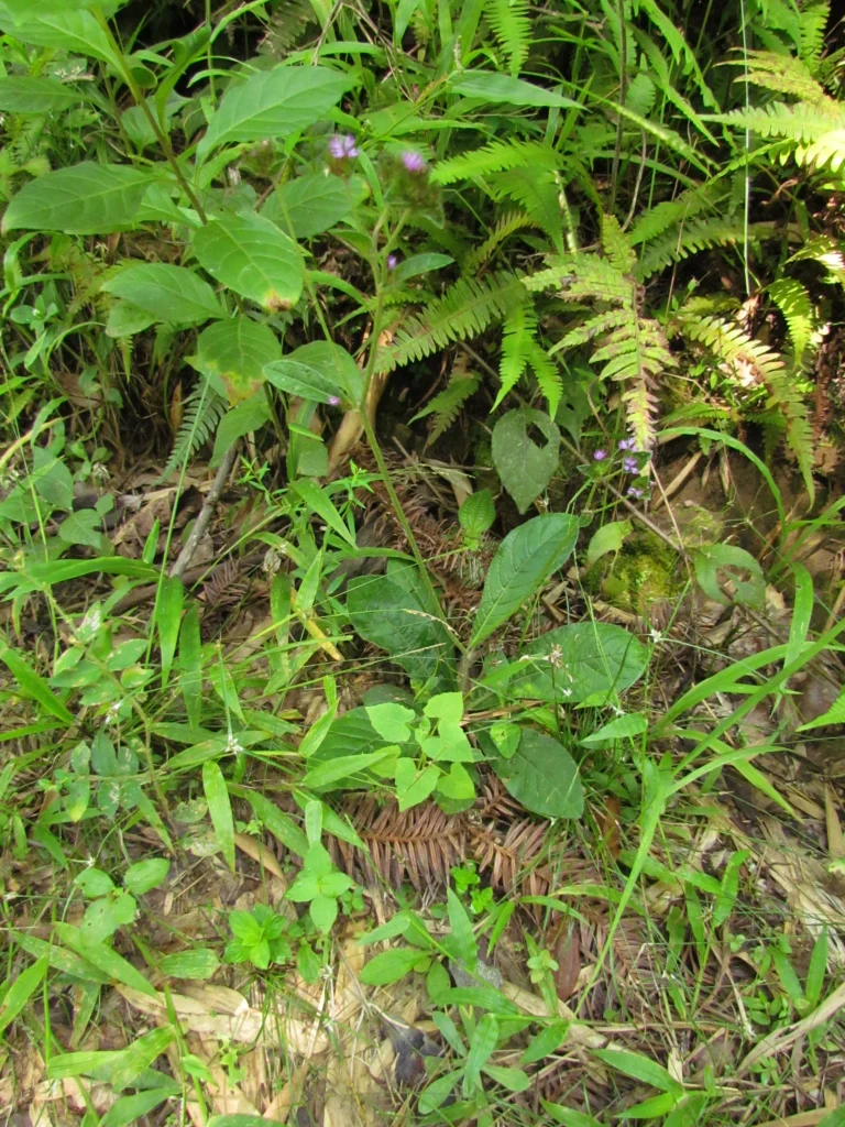 Elephantopus mollis (17)
