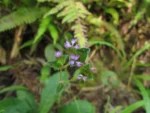 Elephantopus mollis (14)