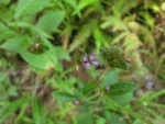 Elephantopus mollis (15)
