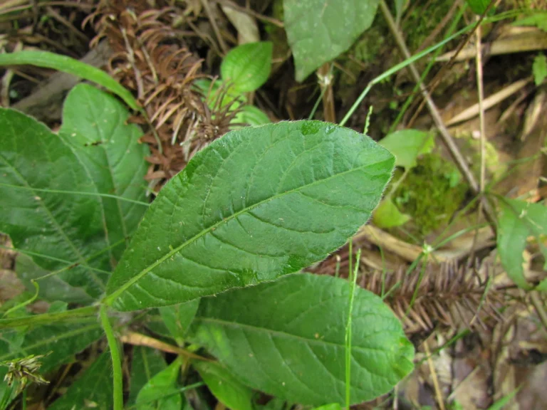 Elephantopus mollis (12)