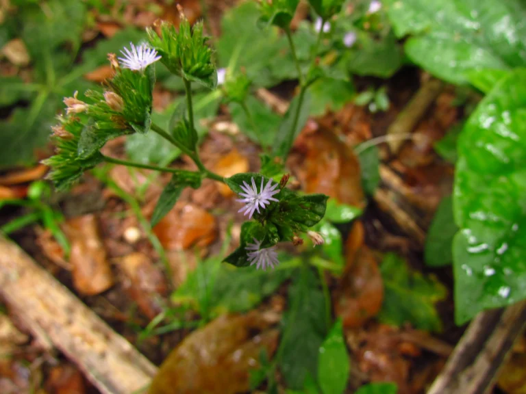 Elephantopus mollis (10)