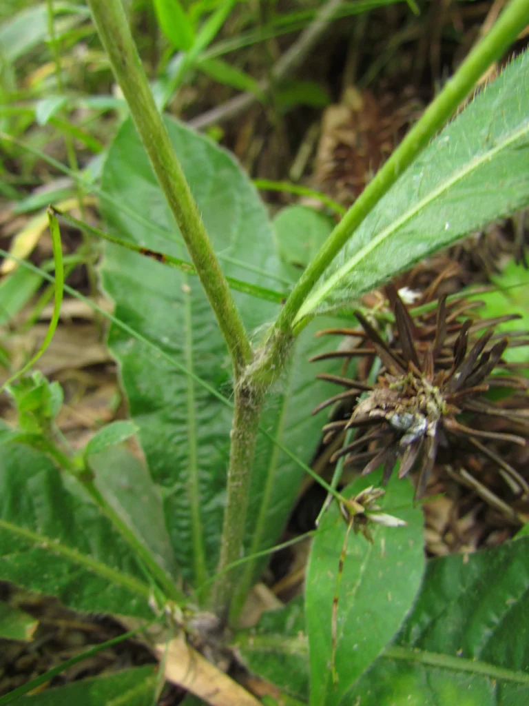 Elephantopus mollis (11)