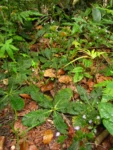 Elephantopus mollis (4)