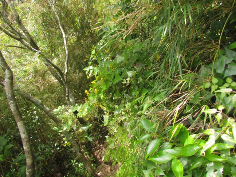 Urubici, Morro da Igreja (177)