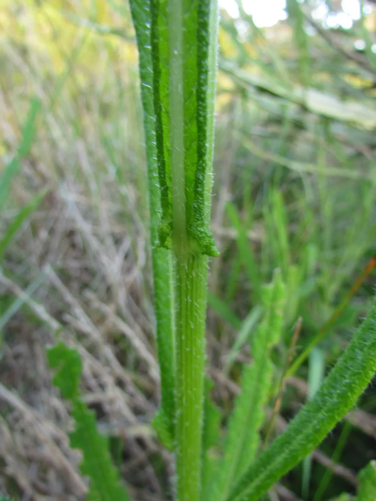 Vernonia echioides (20)