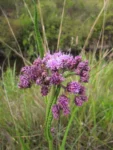 Vernonia echioides (13)