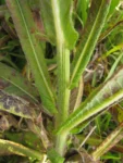 Vernonia echioides (9)