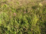 Vernonia echioides (1)
