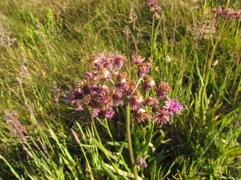 Vernonia echioides (2)