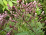 Vernonanthura westiana (10)