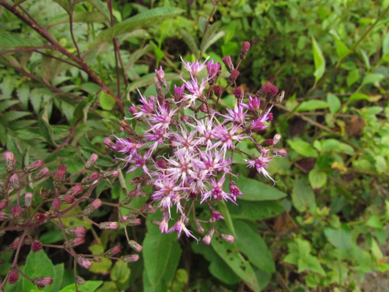 Vernonanthura westiana (8)