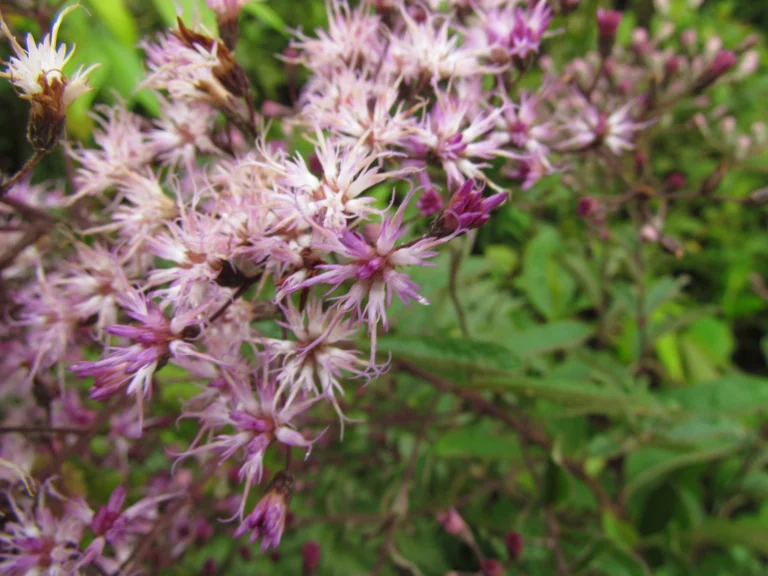 Vernonanthura westiana (9)