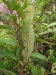 Vernonanthura westiana (4)
