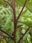 Vernonanthura westiana (3)