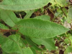 Vernonanthura westiana (2)