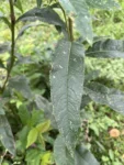 Vernonanthura tweediana (3)