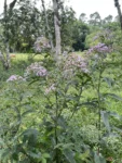 Vernonanthura tweediana (1)