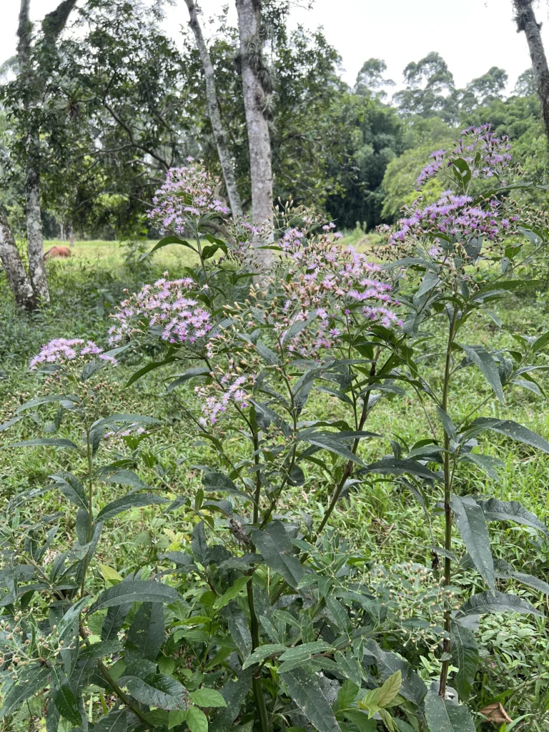 Vernonanthura tweediana (1)