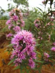 Vernonanthura montevidensis (14)