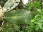 Vernonanthura discolor (29)