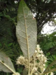 Vernonanthura discolor (27)