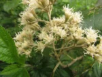 Vernonanthura discolor (23)