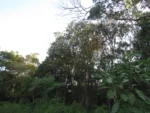 Vernonanthura discolor (10)