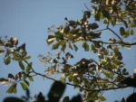 Vernonanthura discolor (9)