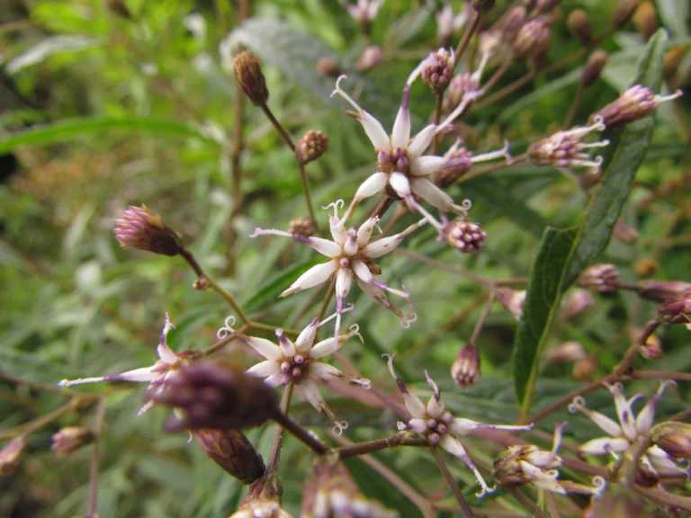 Vernonanthura catharinensis (14)