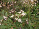 Vernonanthura catharinensis (10)
