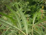 Vernonanthura catharinensis (9)