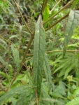 Vernonanthura catharinensis (6)