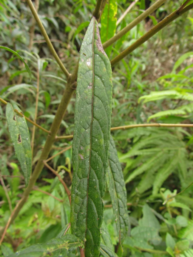 Vernonanthura catharinensis (7)