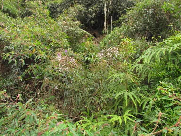Vernonanthura catharinensis (4)