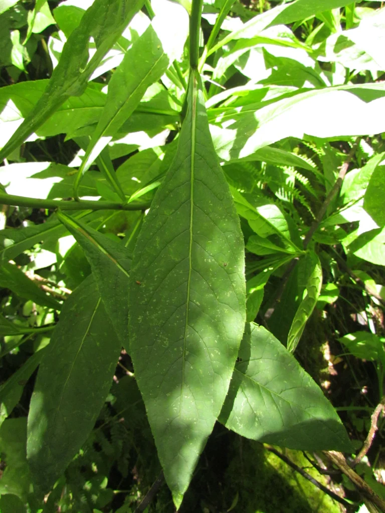 Trixis thyrsoidea (12)