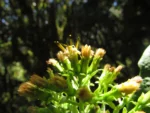 Trixis thyrsoidea (4)