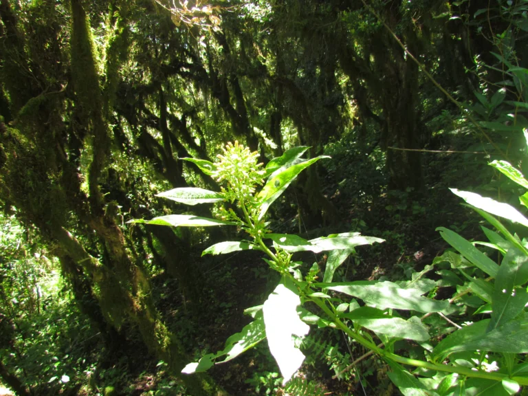 Trixis thyrsoidea (1)